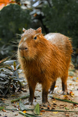 Capybara is standing and eating grass and living in a simulated forest in a zoo.
