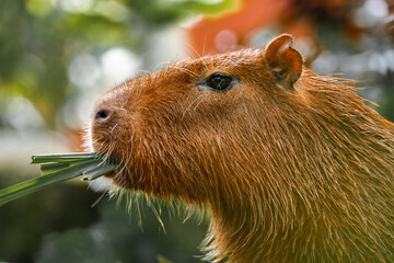 Capybara is standing and eating grass and living in a simulated forest in a zoo.