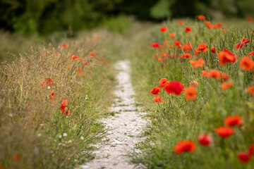 A chalk pathway lined by poppies in the South Downs, with a shallow depth of field