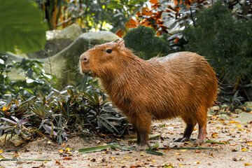 Capybara is standing and eating grass and living in a simulated forest in a zoo.