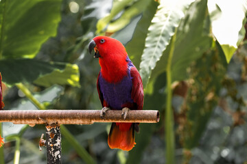 Eclectus Parrot Red and Blue Macaw Parrots Perched in Tropical Nature