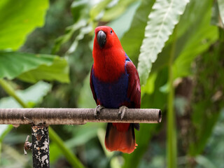 Eclectus Parrot Red and Blue Macaw Parrots Perched in Tropical Nature