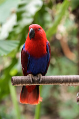Eclectus Parrot Red and Blue Macaw Parrots Perched in Tropical Nature