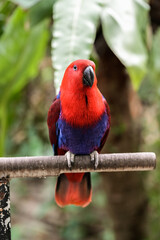 Eclectus Parrot Red and Blue Macaw Parrots Perched in Tropical Nature