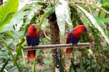 Eclectus Parrot Red and Blue Macaw Parrots Perched in Tropical Nature