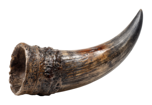 Historical horn artifact museum exhibit ancient collection