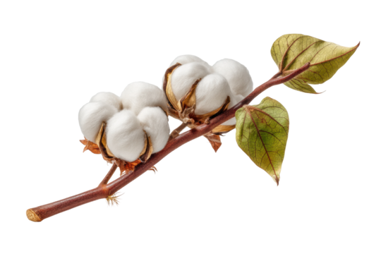 PNG Close-up of fresh cotton plant branch with leaves