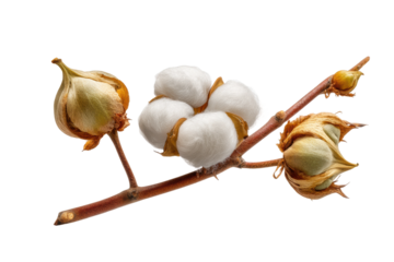 PNG Cotton plant branch with fluffy white bolls and buds on a black background