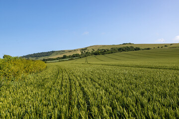 Fototapeta premium A blue sky over cereal crops growing in the South Downs
