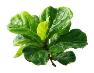 Lush green fiddle leaf fig plant nature closeup