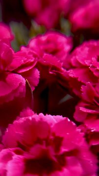 Close-Up of Pink Carnation Flower - Soft Floral Macro Photography on Light Background