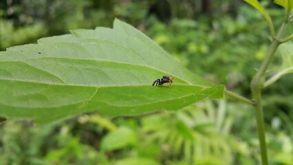 Rhagoletis pomonella perched on a plant leaf. Shot in jungle. The apple maggot, also known as the...