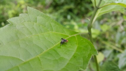 Rhagoletis pomonella perched on a plant leaf. Shot in forest. The apple maggot, also known as the...