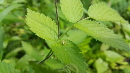 Lynx spider on fresh leaves. Shot in the forest. Striped lynx spider, Family Oxyopidae, Perfect for documentaries about tropical rainforests and World Nature Conservation Day on July 28th.