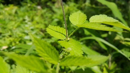 Lynx spider on fresh leaves. Shot in the forest. Striped lynx spider, Family Oxyopidae, Perfect for...