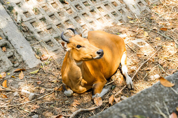 Banteng resting and walking freely in natural and rural areas