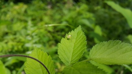 Lynx spider on fresh leaves. Shot in the forest. Striped lynx spider, Family Oxyopidae, Telamonia dimidiata, peucetia viridans, araneomorph.