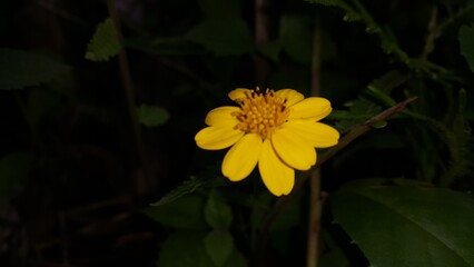 Melanthera biflora also known as sea daisy, beach daisy and sea ox-eye, is a species of flowering plant in the family Asteraceae. Wedelia biflora, melanthera, wollastonia biflora, wedelia prostrata.