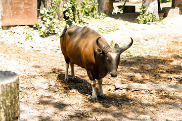 Banteng resting and walking freely in natural and rural areas