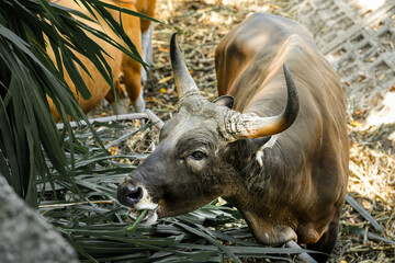 Bos javanicus and cows graze in a green meadow, part of a herd of farm animals in the field
