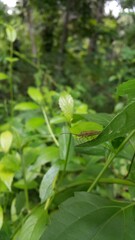 Riptortus Linearis, Lupine Bug, Genus Mozena, Slender Rice Bug, Anisoscelis marginellus, Perfect for documentaries in tropical rainforests and World Wildlife Conservation Day on December 4th.
