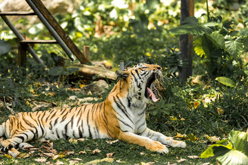 Tiger in the zoo and in the wild surrounded by nature and showcasing its striped fur