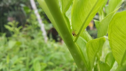 Thyene inflata on green plant leaves. The two-striped jumper, or Telamonia dimidiata, is a jumping spider found in various Asian tropical rain forests, in foliage in wooded environments. mopsus mormon