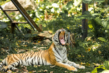 Tiger in the zoo and in the wild surrounded by nature and showcasing its striped fur
