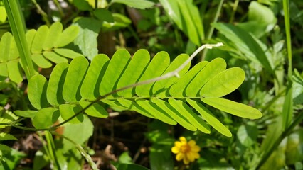 phyllanthus urinaria plant, Leucaena hoja, Guangdong abrus, Abrus cantoniensis, Phyllanthus niruri,...