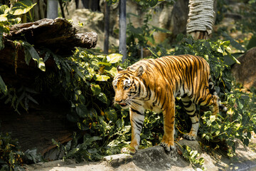 Tiger in the zoo and in the wild surrounded by nature and showcasing its striped fur