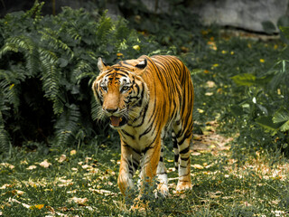 Tiger in the zoo and in the wild surrounded by nature and showcasing its striped fur