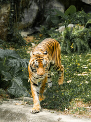 Tiger in the zoo and in the wild surrounded by nature and showcasing its striped fur