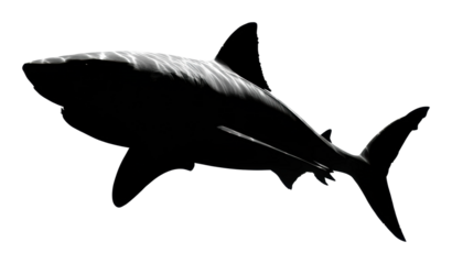 Shark swimming gracefully in ocean waters silhouette
