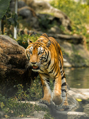 Tiger in the zoo and in the wild surrounded by nature and showcasing its striped fur