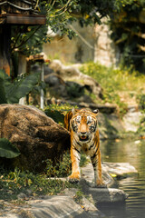 Tiger in the zoo and in the wild surrounded by nature and showcasing its striped fur