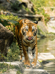 Tiger in the zoo and in the wild surrounded by nature and showcasing its striped fur