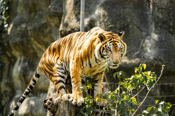 Tiger in the zoo and in the wild surrounded by nature and showcasing its striped fur