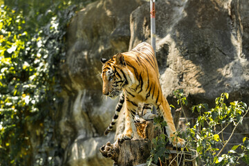 Tiger in the zoo and in the wild surrounded by nature and showcasing its striped fur