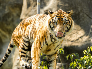 Obraz premium Tiger in the zoo and wild showing its natural stripes and beauty in the jungle environment