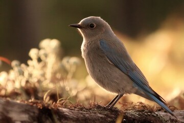A small blue bird sitting on top of a tree branch