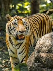 Tiger in the zoo and wild showing its natural stripes and beauty in the jungle environment