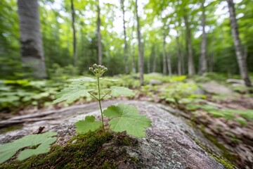 A small plant growing out of a rock in the woods