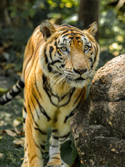 Tiger in the zoo and wild showing its natural stripes and beauty in the jungle environment