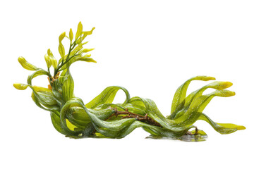 Obraz premium PNG Vibrant green seaweed with curled leaves and detailed texture in isolation