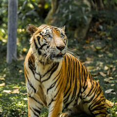 Tiger in the zoo and wild showing its natural stripes and beauty in the jungle environment