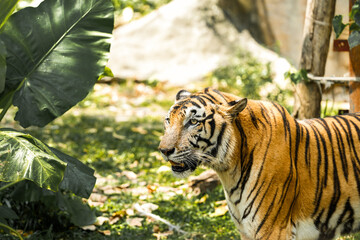 Tiger in the zoo and wild showing its natural stripes and beauty in the jungle environment
