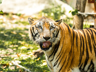 Tiger in the zoo and wild showing its natural stripes and beauty in the jungle environment