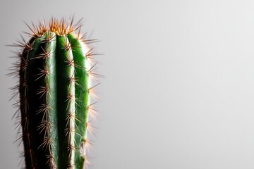 Naklejka premium A close up of a cactus with spines on a white background