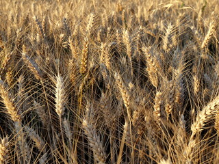 Mature ears of wheat close up in a farmland. Golden cereal crops, triticum turgidum