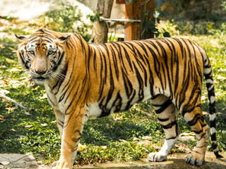 Tiger in the zoo and wild showing its natural stripes and beauty in the jungle environment